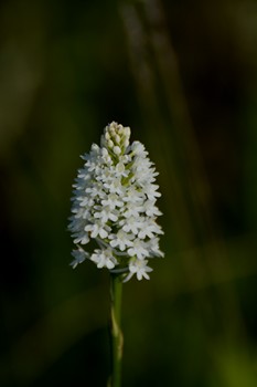 Anacamptis pyramidalis var. nivea